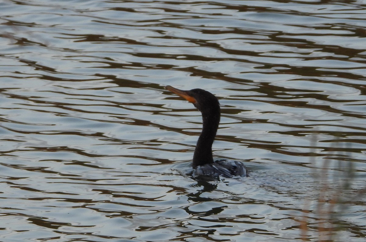 Neotropic Cormorant - ML620418322