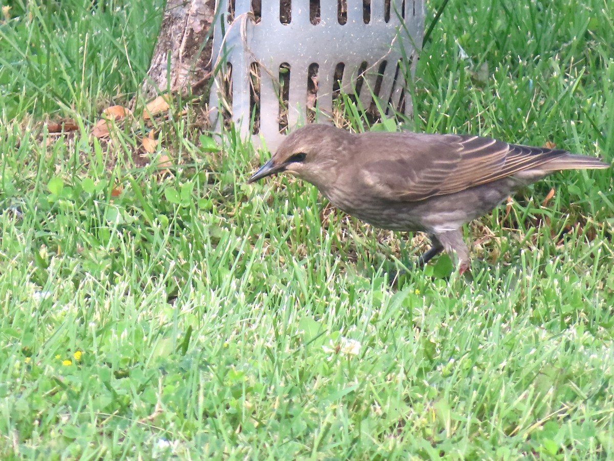 European Starling - ML620418342