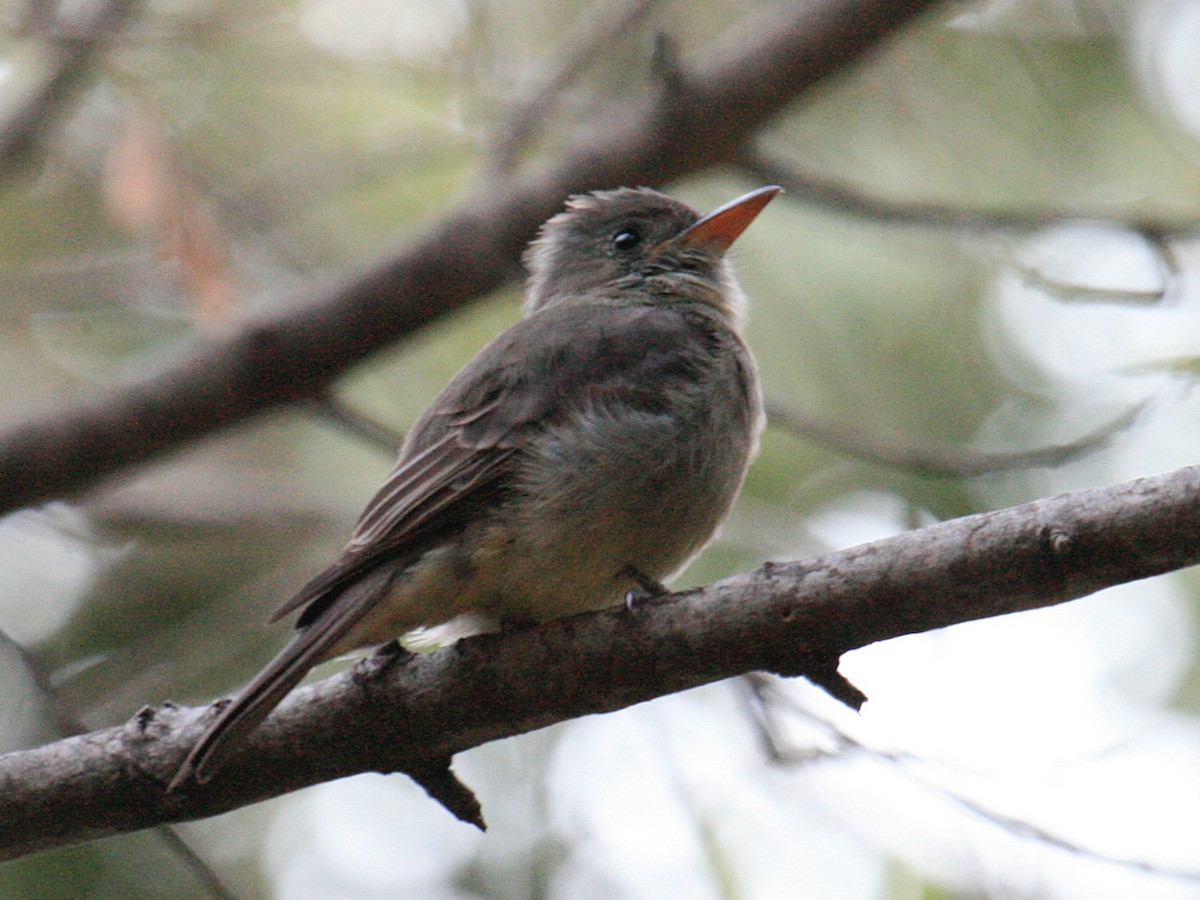Greater Pewee - ML620418345