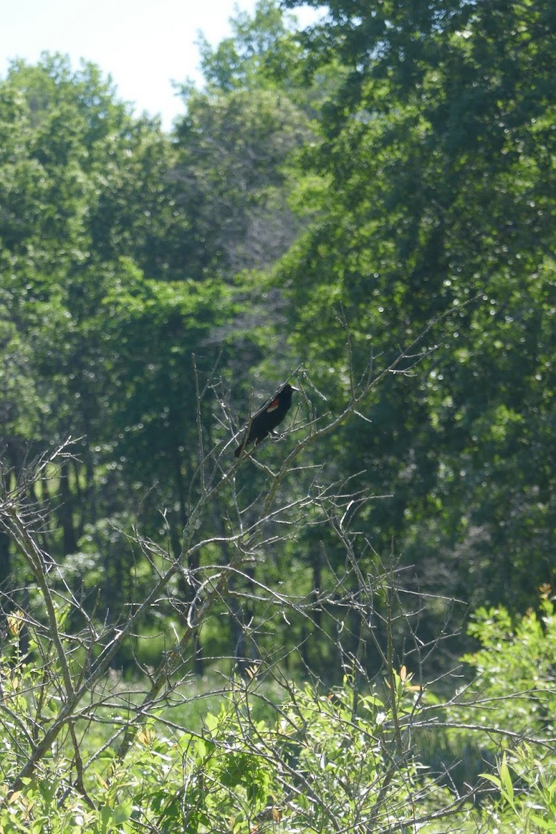 Red-winged Blackbird - ML620418348