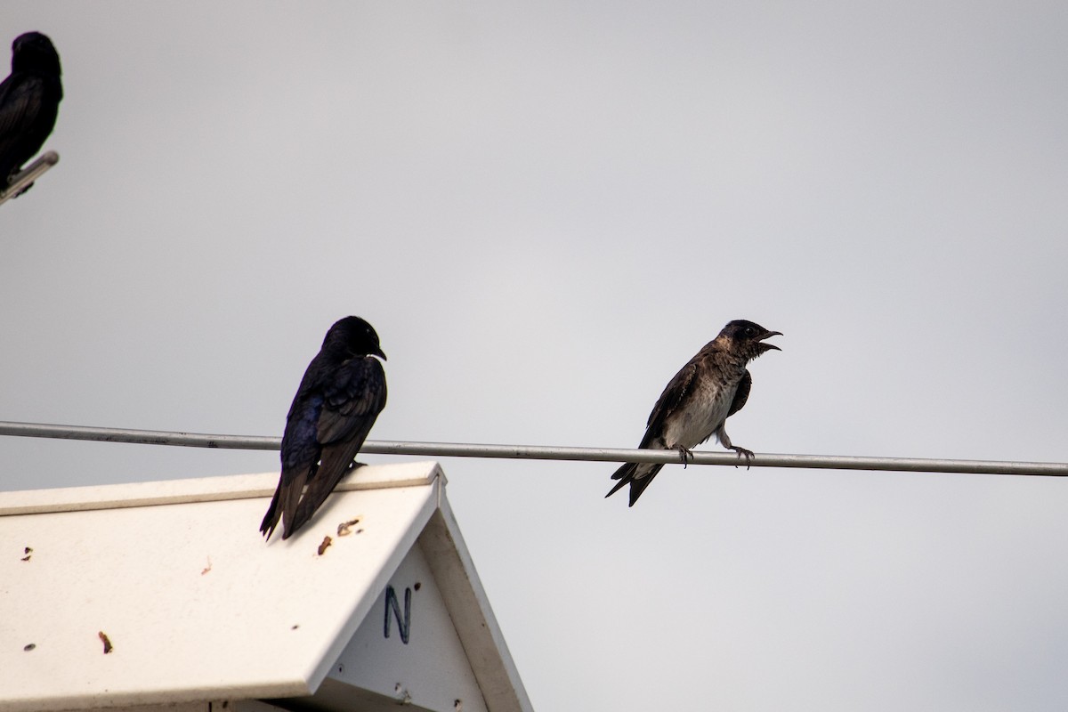 Purple Martin - ML620418352