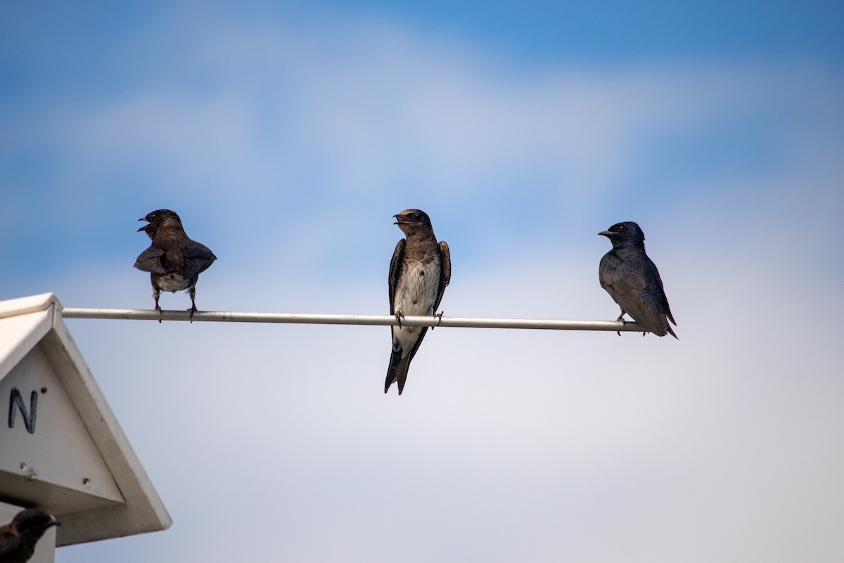 Purple Martin - ML620418355