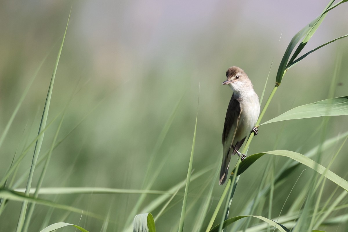 Great Reed Warbler - Anonymous