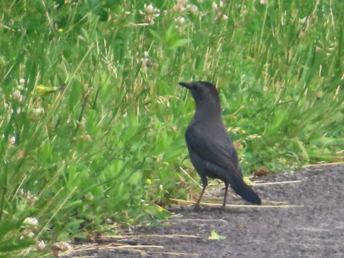 Gray Catbird - ML620418368