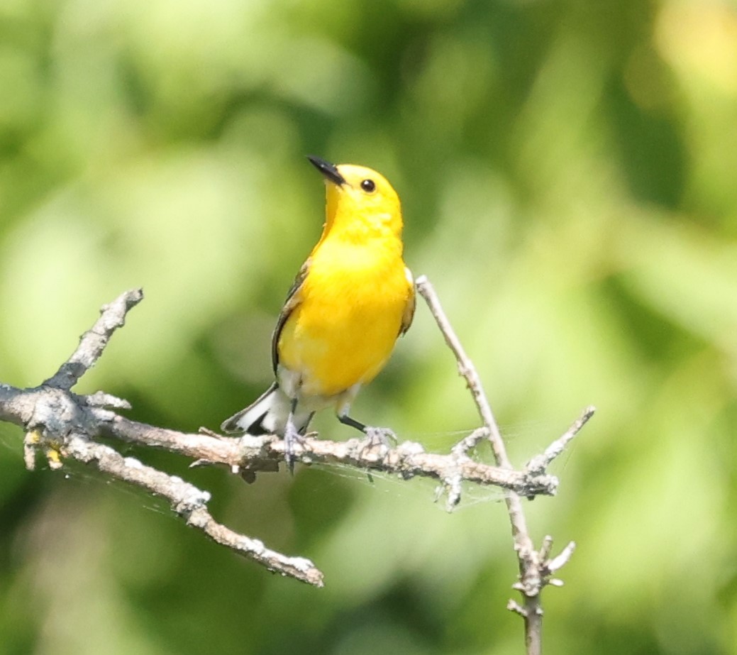 Prothonotary Warbler - ML620418370
