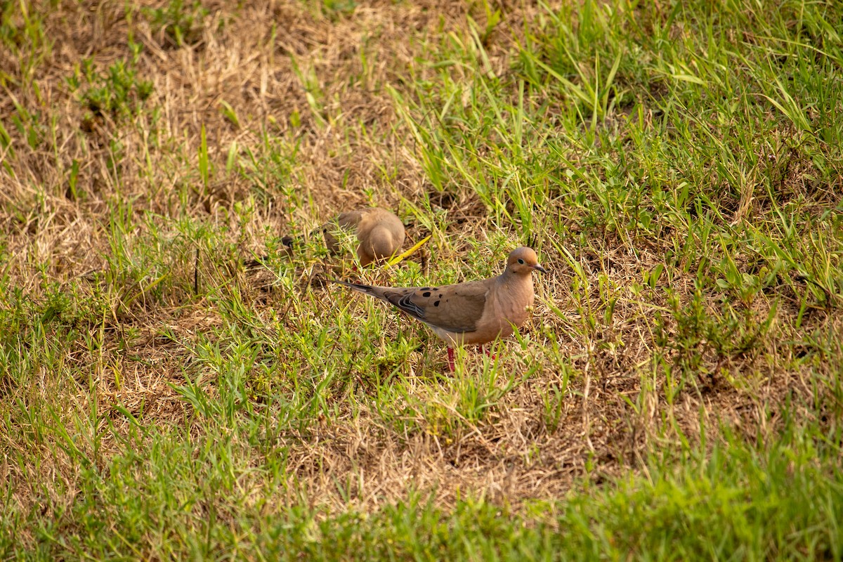 Mourning Dove - ML620418371