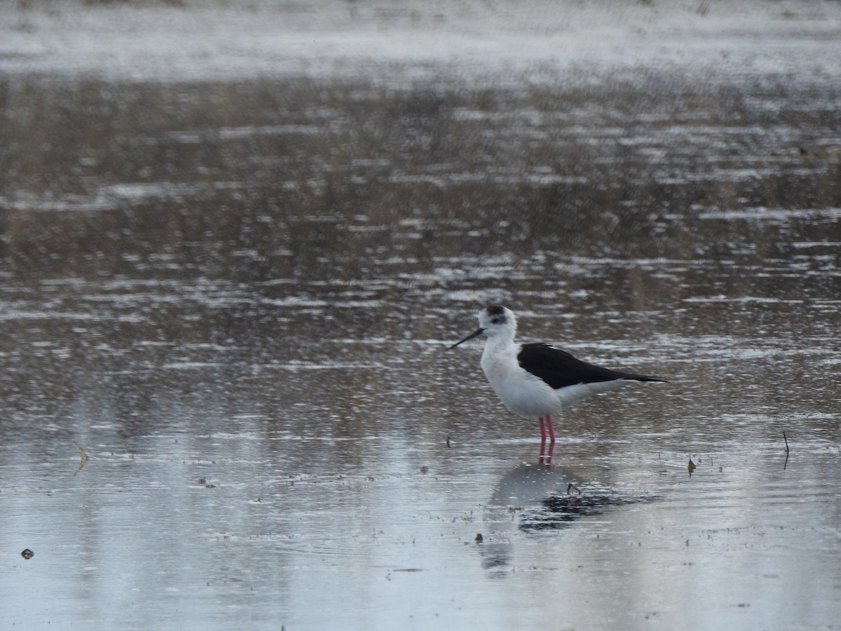 Black-winged Stilt - Mohammad Fallah