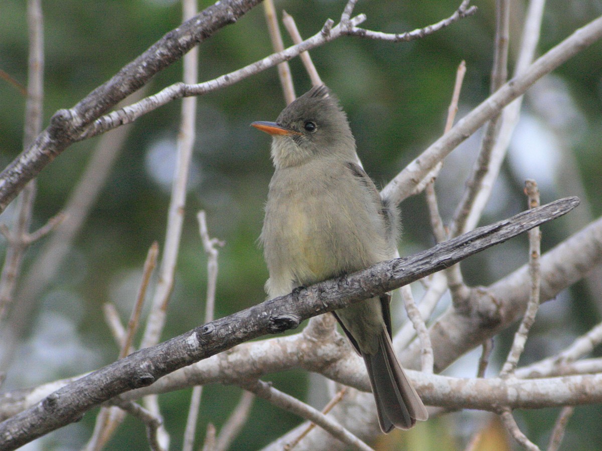 Greater Pewee - ML620418388