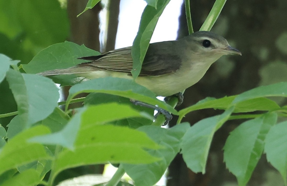 Warbling Vireo - ML620418390