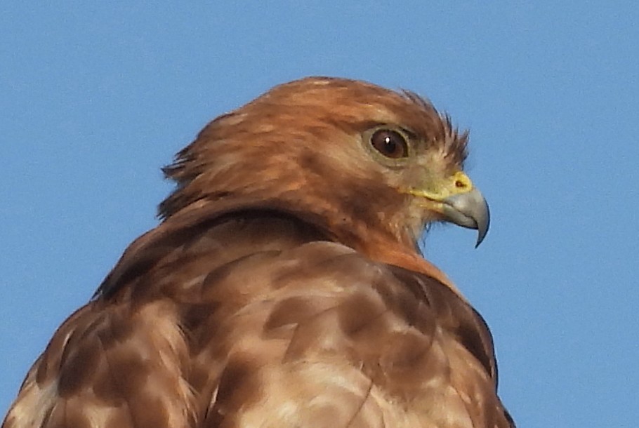 Red-shouldered Hawk - ML620418391