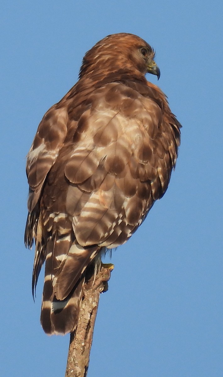 Red-shouldered Hawk - ML620418392