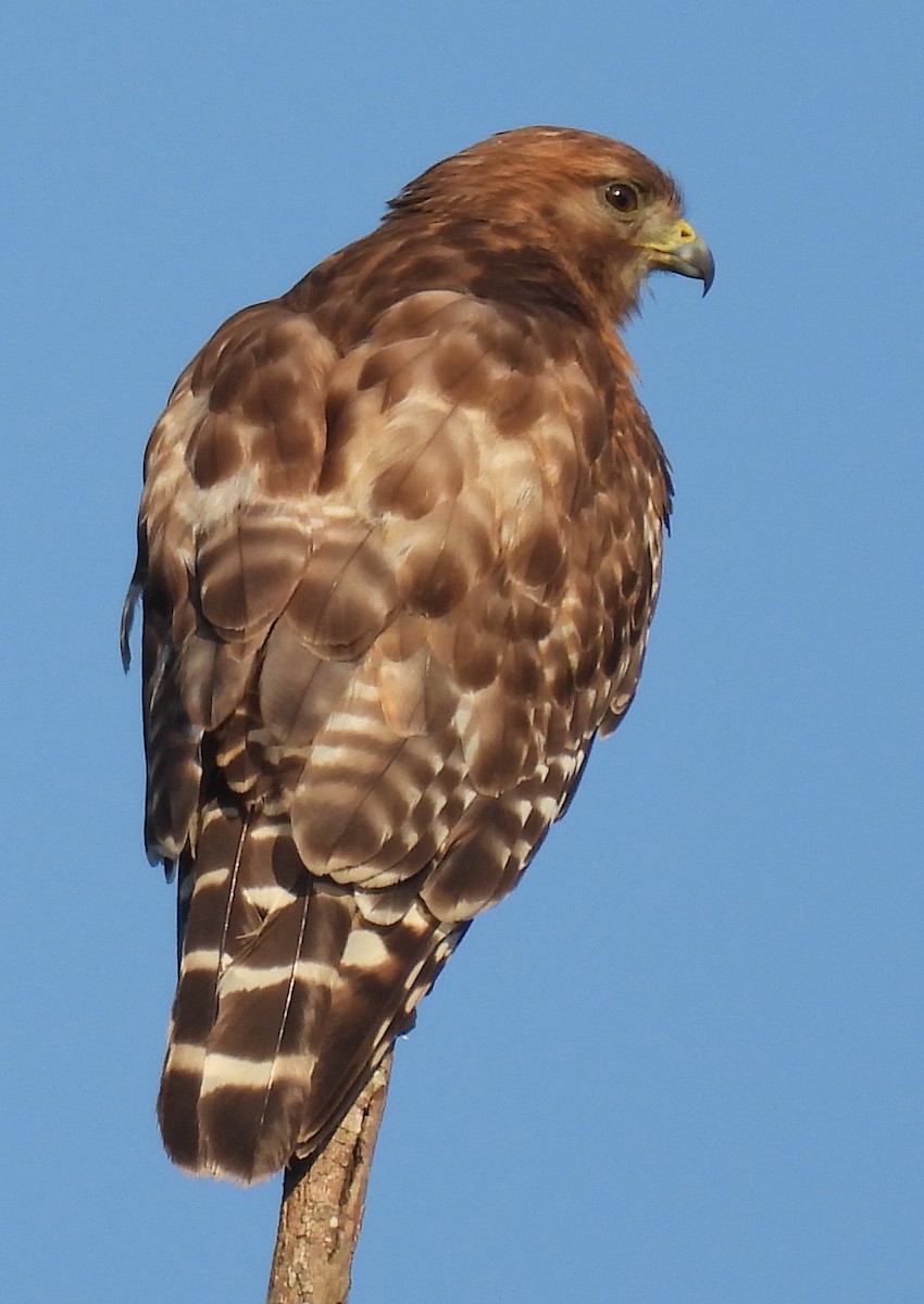 Red-shouldered Hawk - ML620418393