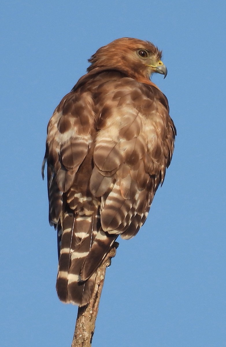 Red-shouldered Hawk - ML620418394