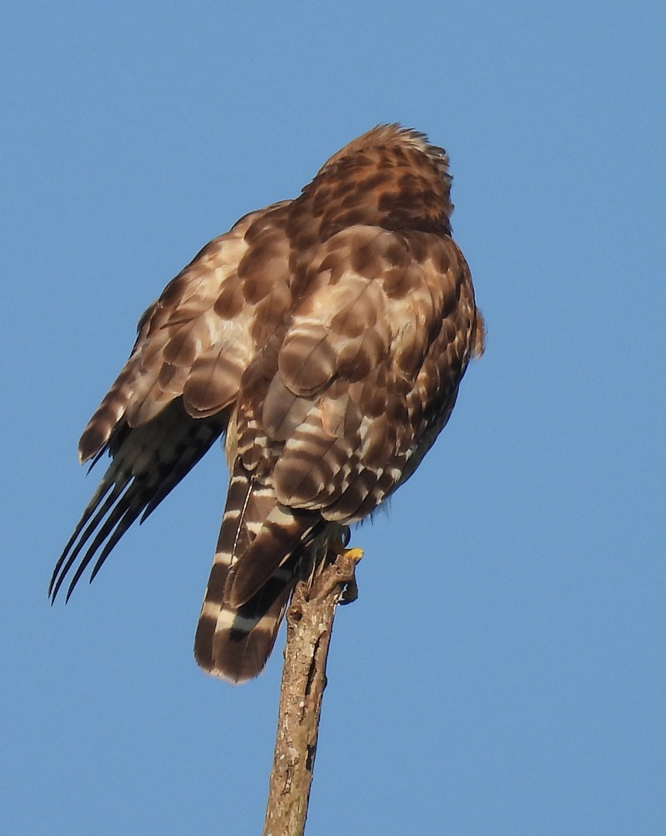 Red-shouldered Hawk - ML620418395