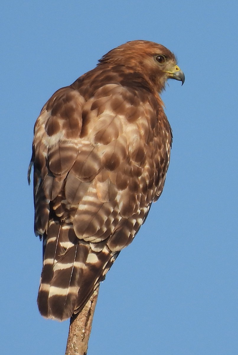 Red-shouldered Hawk - ML620418397