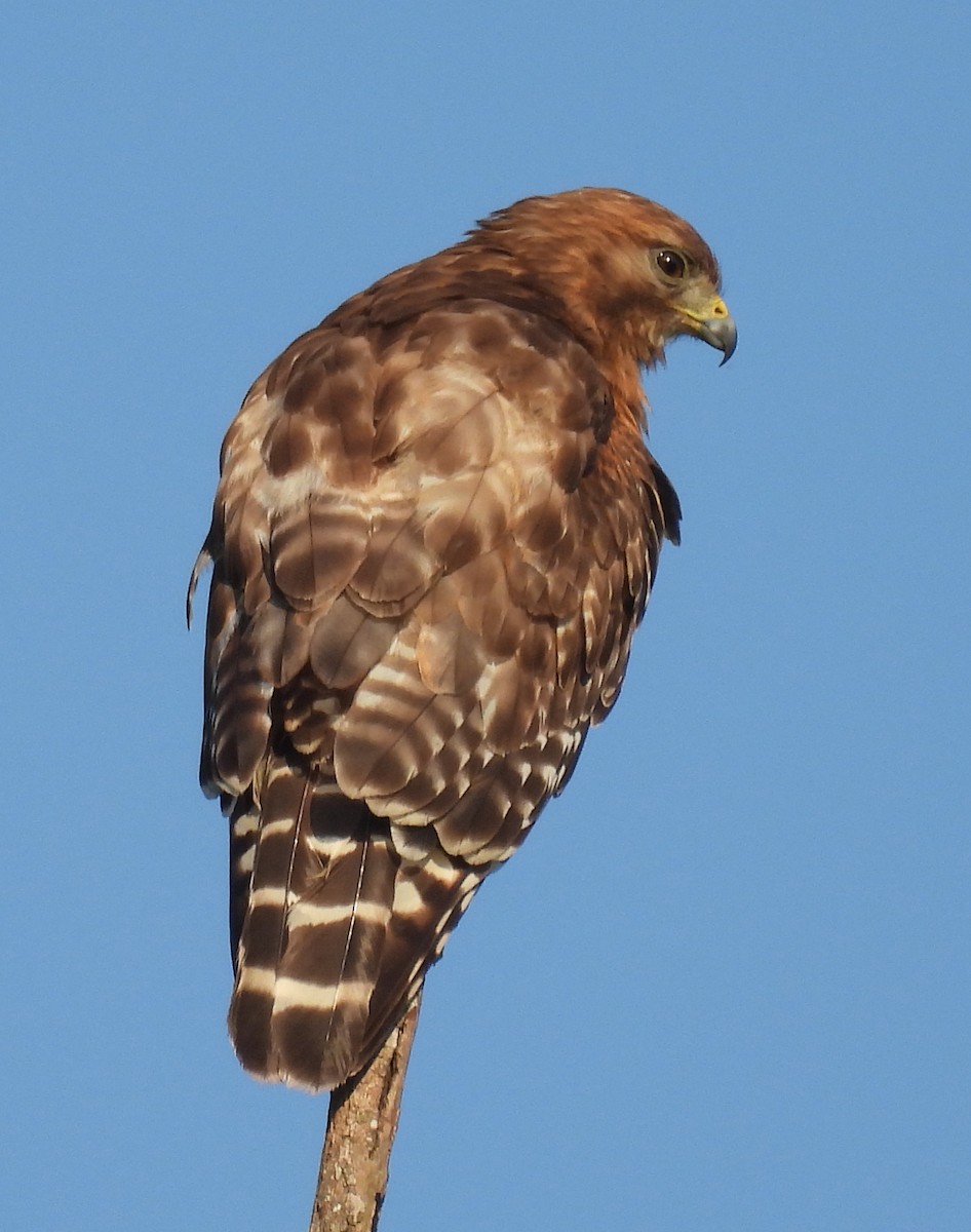 Red-shouldered Hawk - ML620418398