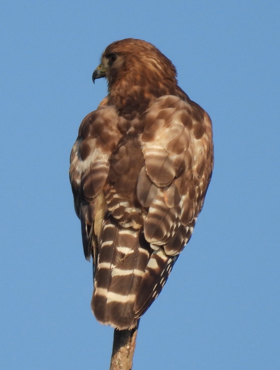 Red-shouldered Hawk - ML620418399
