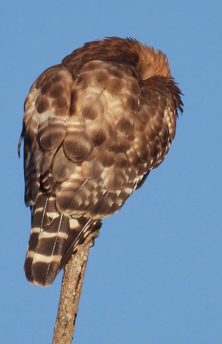 Red-shouldered Hawk - ML620418401