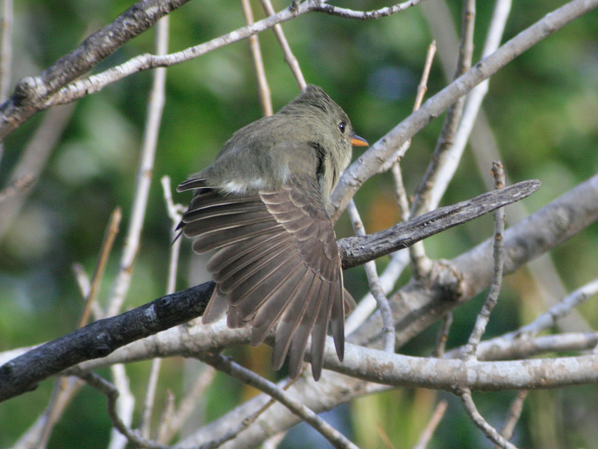 Greater Pewee - ML620418403