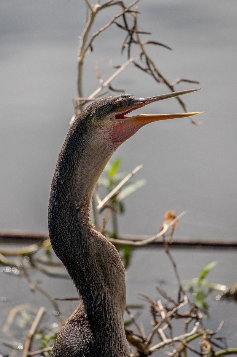 Amerika-Schlangenhalsvogel - ML620418404