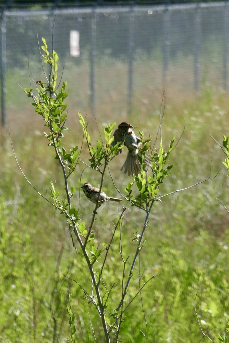 Song Sparrow - ML620418408