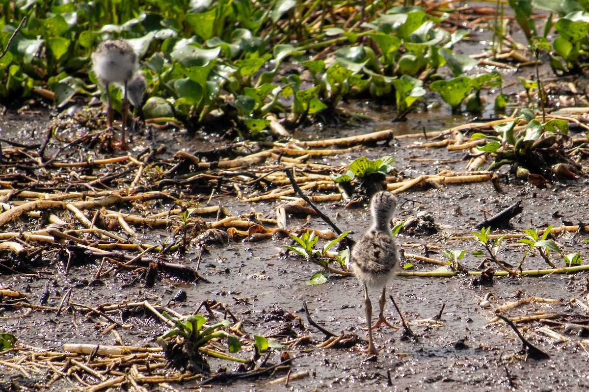 Black-necked Stilt - ML620418409