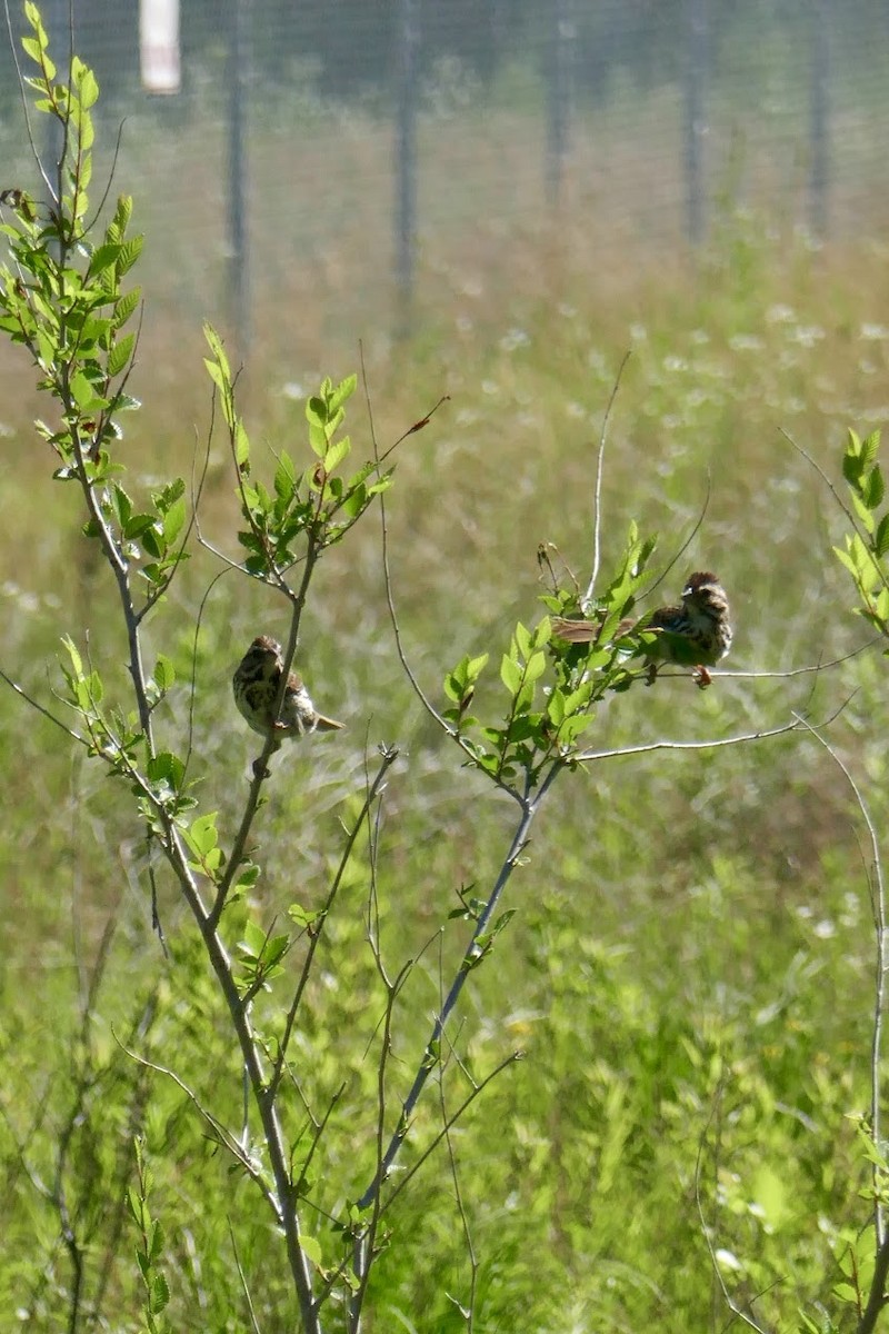 Song Sparrow - ML620418414