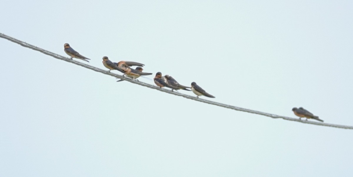 Barn Swallow - ML620418415