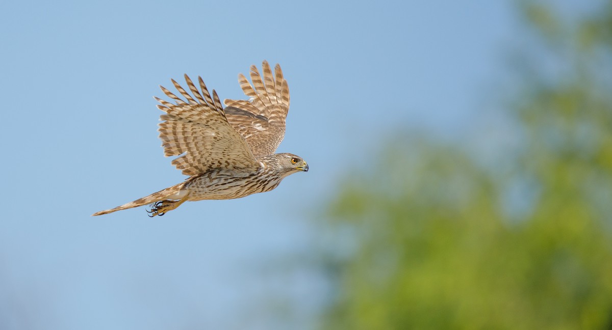 Cooper's Hawk - ML620418421