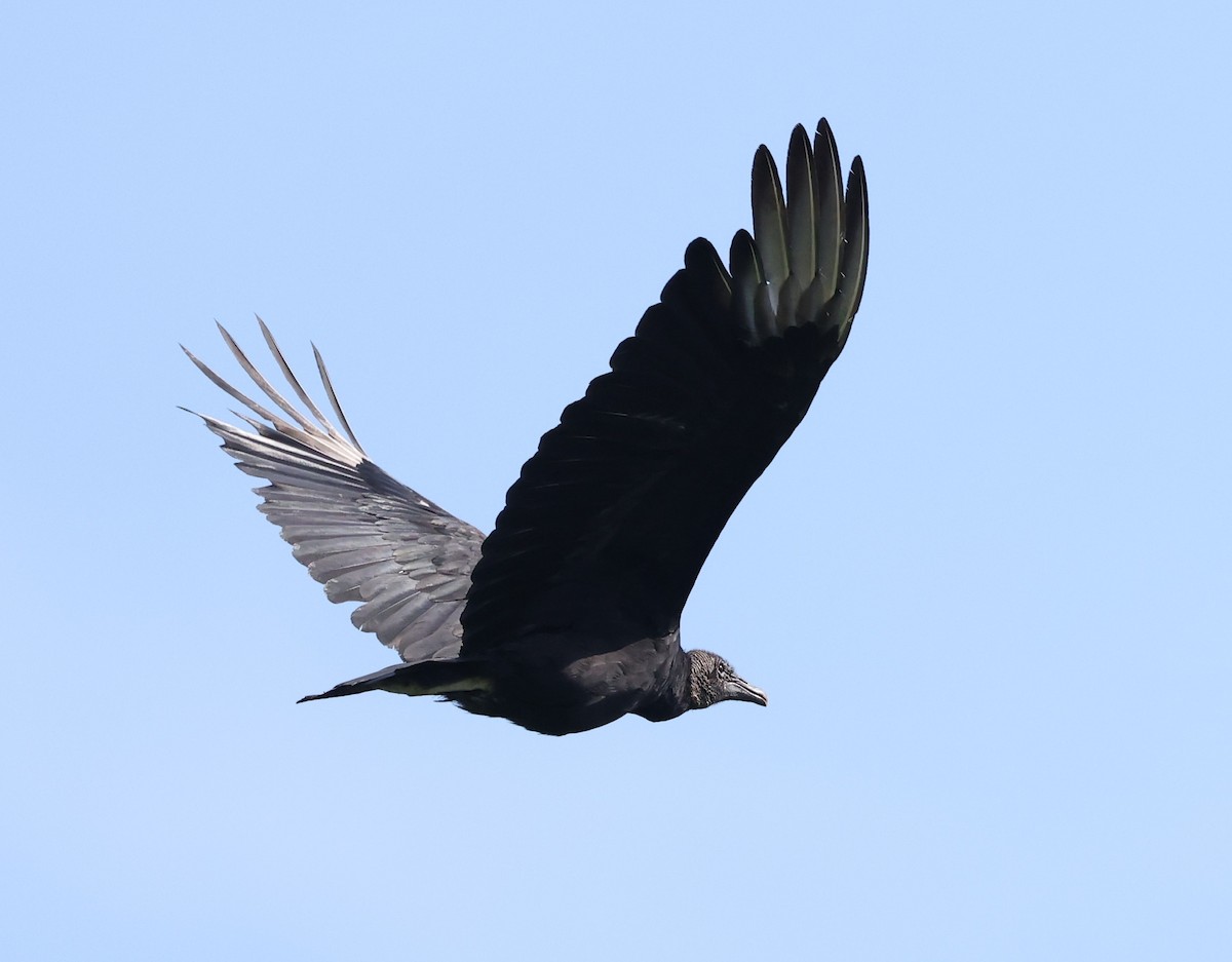 Black Vulture - ML620418422