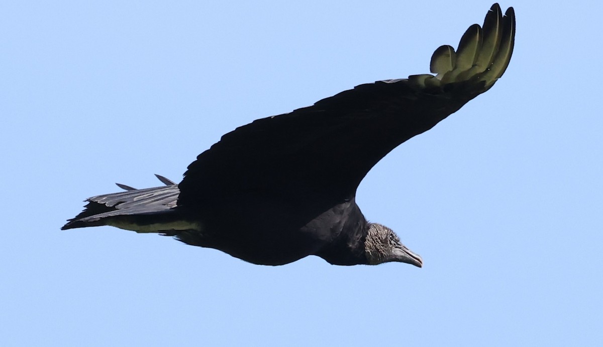 Black Vulture - ML620418423