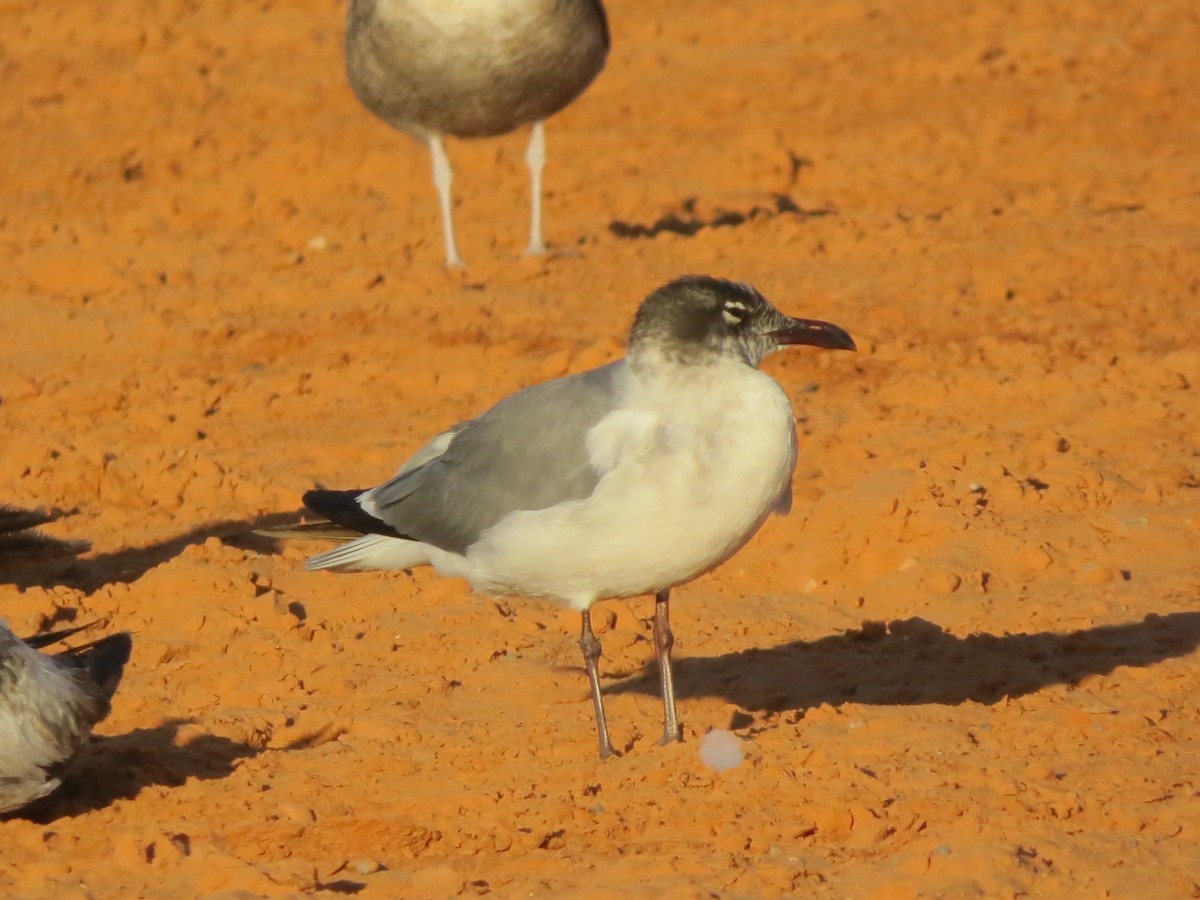 Laughing Gull - F Alvarez