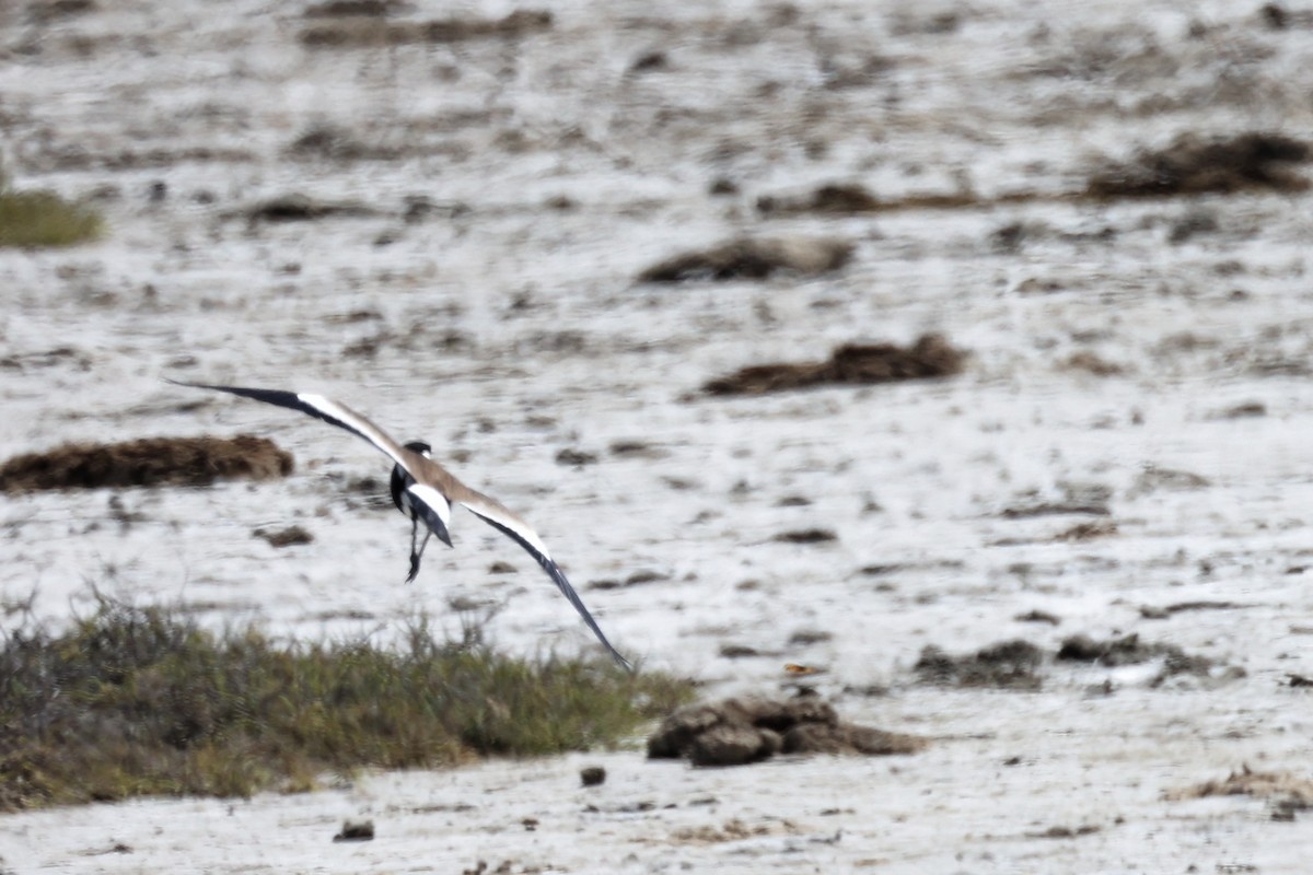 Spur-winged Lapwing - ML620418427