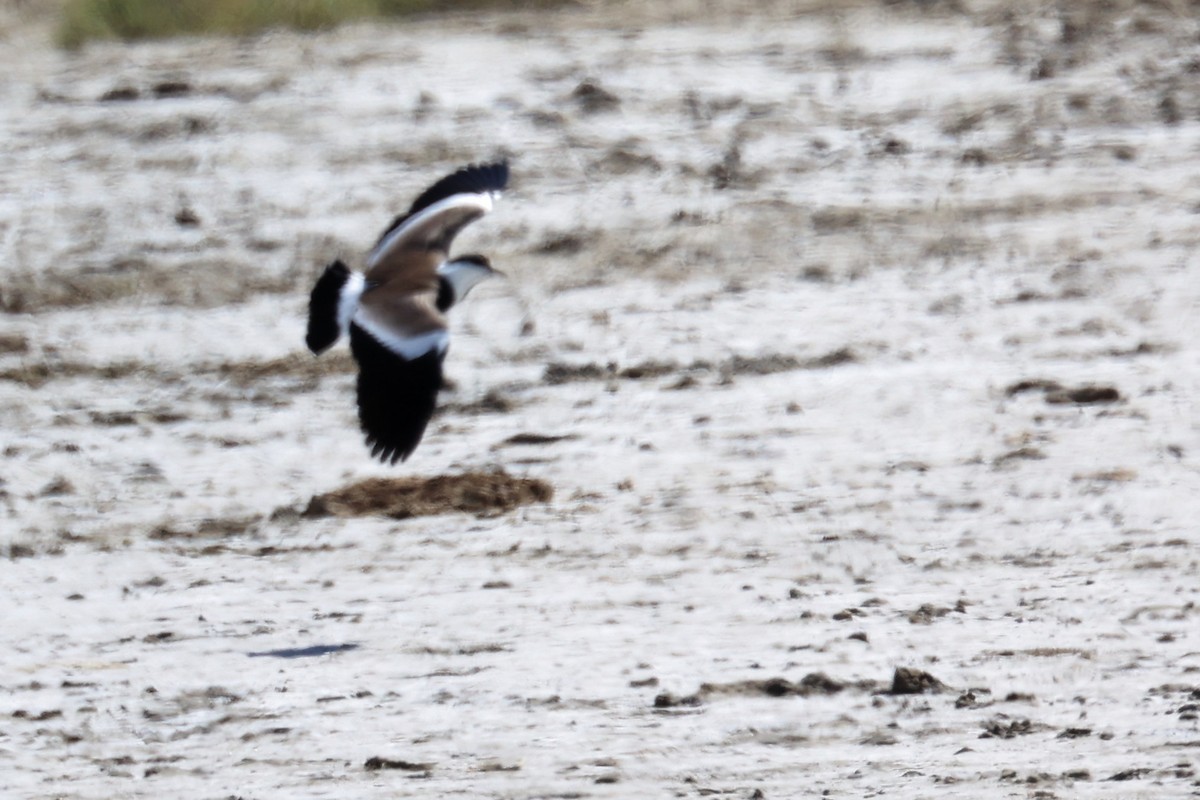 Spur-winged Lapwing - ML620418429