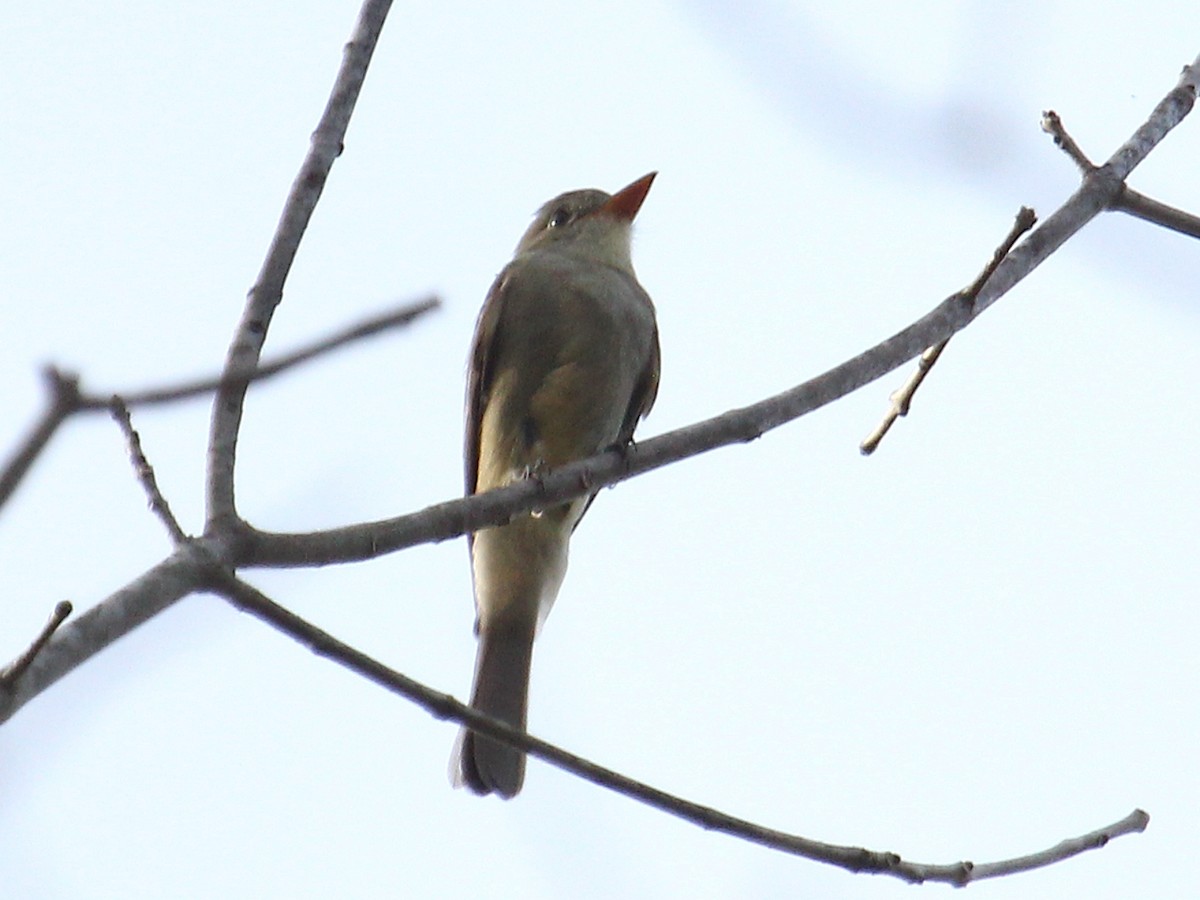 Greater Pewee - ML620418434
