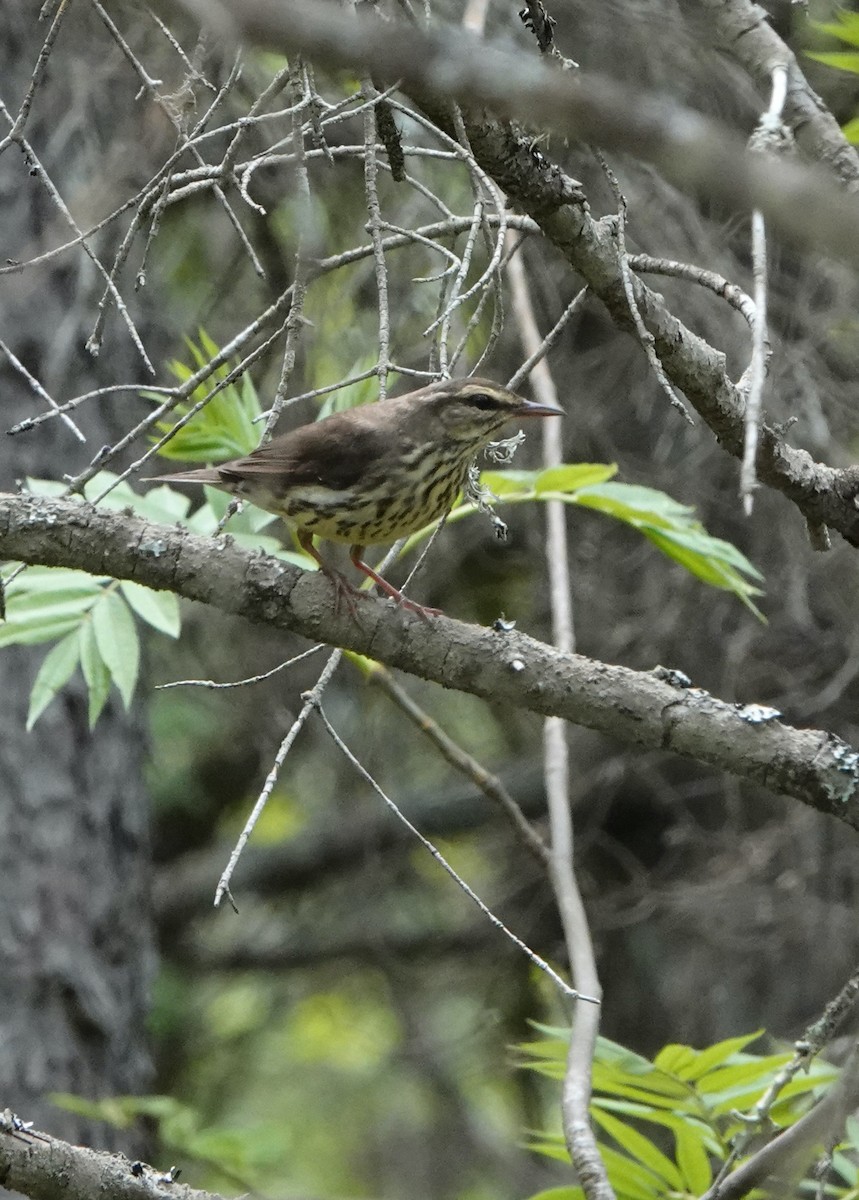 Northern Waterthrush - ML620418435