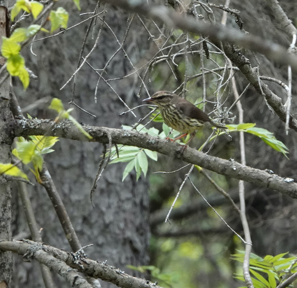 Northern Waterthrush - ML620418436