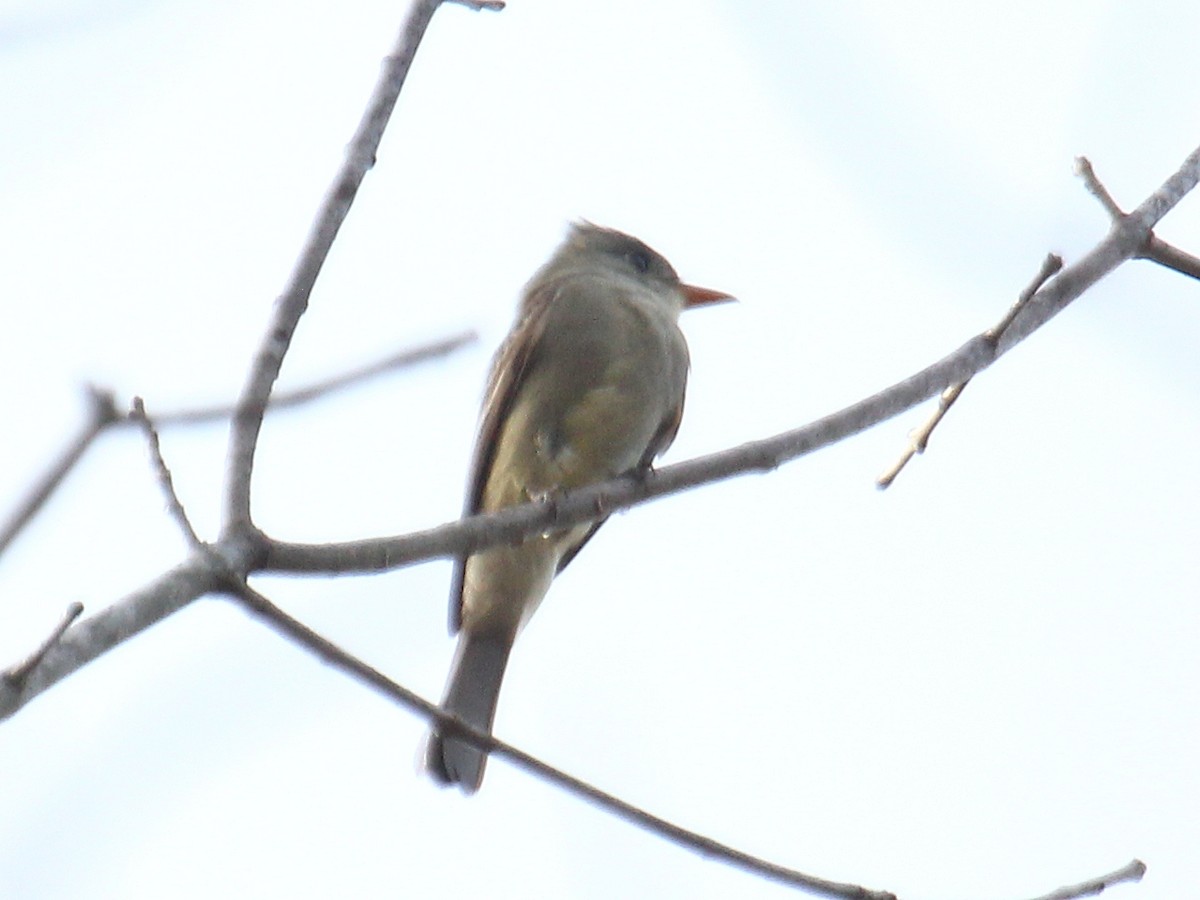Greater Pewee - ML620418445