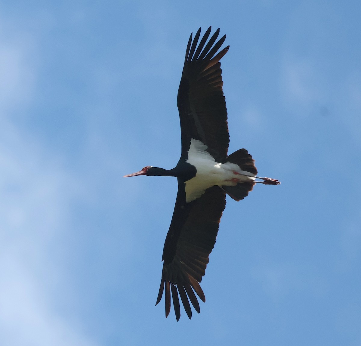 Black Stork - ML620418446