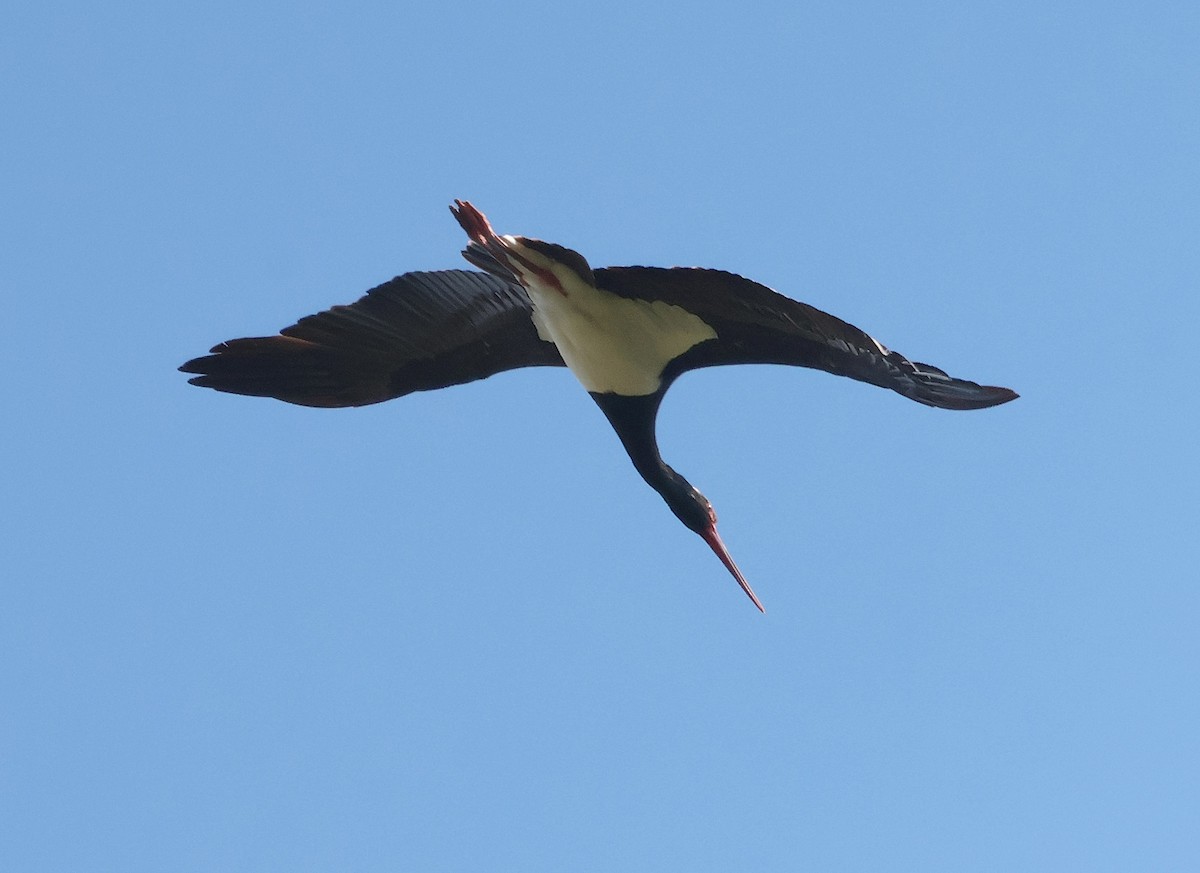 Black Stork - ML620418454