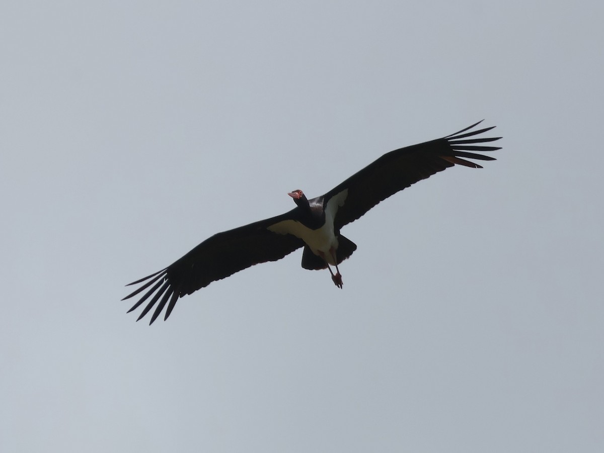 Black Stork - ML620418457