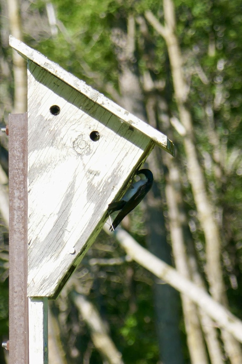 Tree Swallow - ML620418459