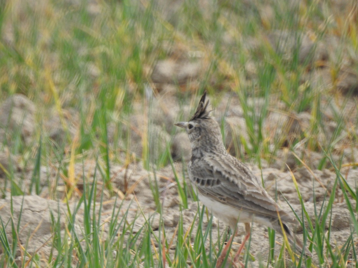 Crested Lark - ML620418461