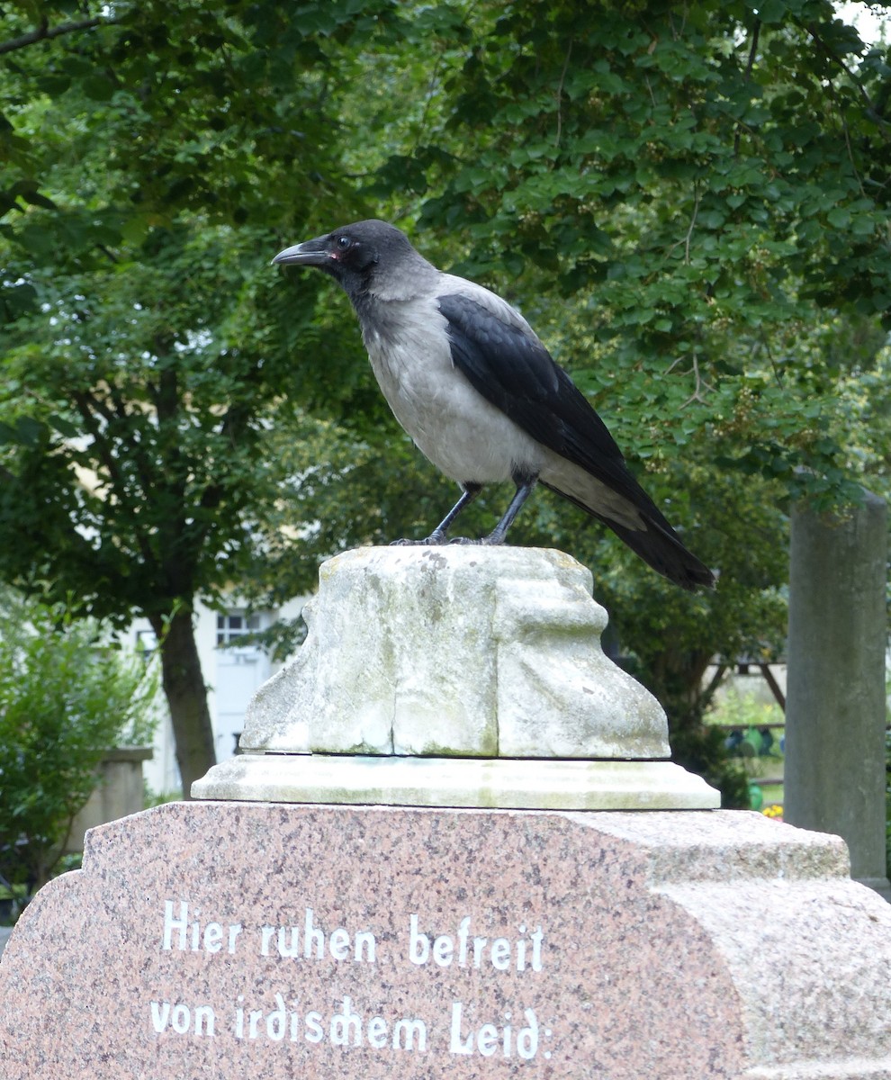 Hooded Crow - ML620418471