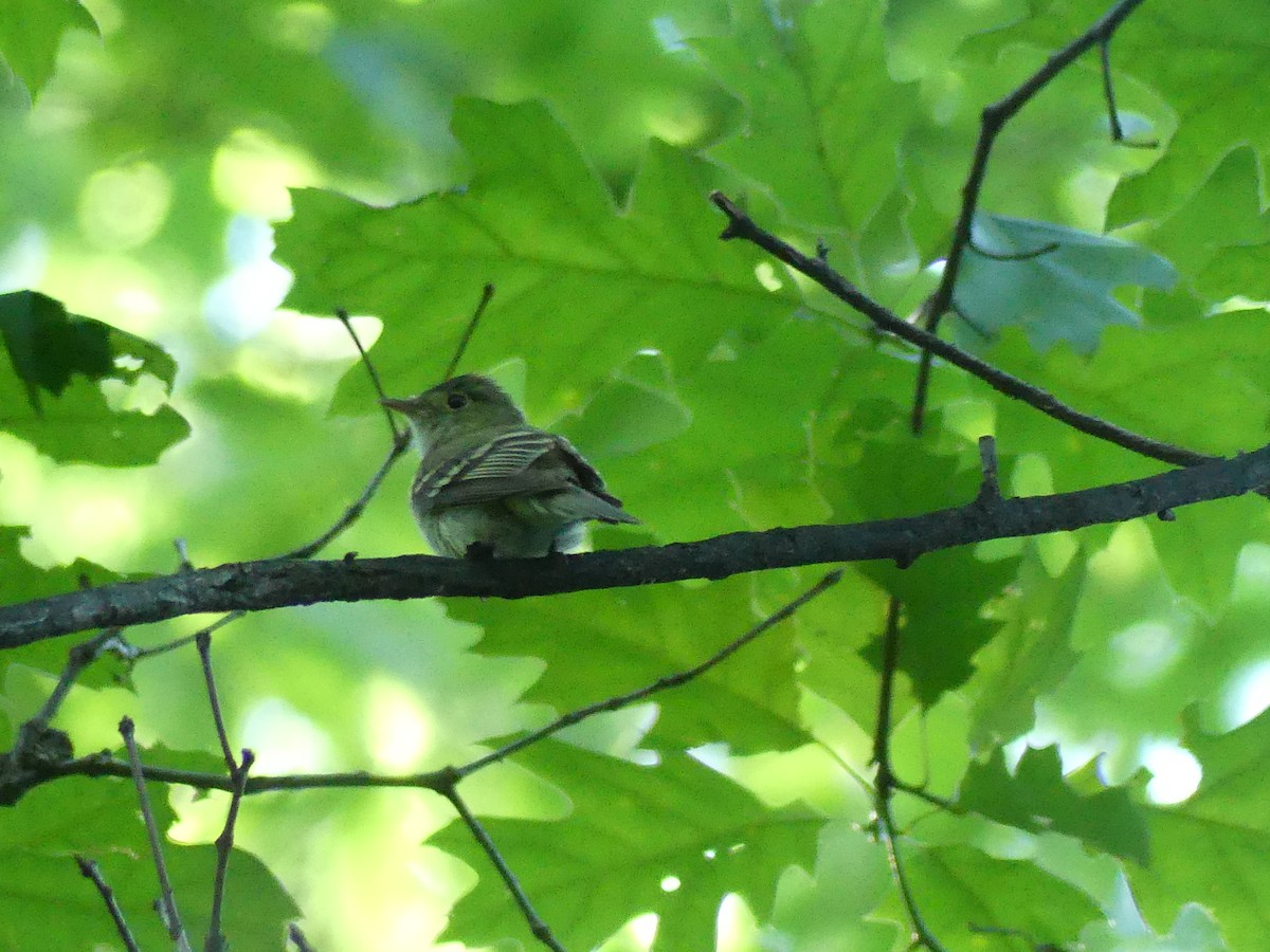 Acadian Flycatcher - ML620418472