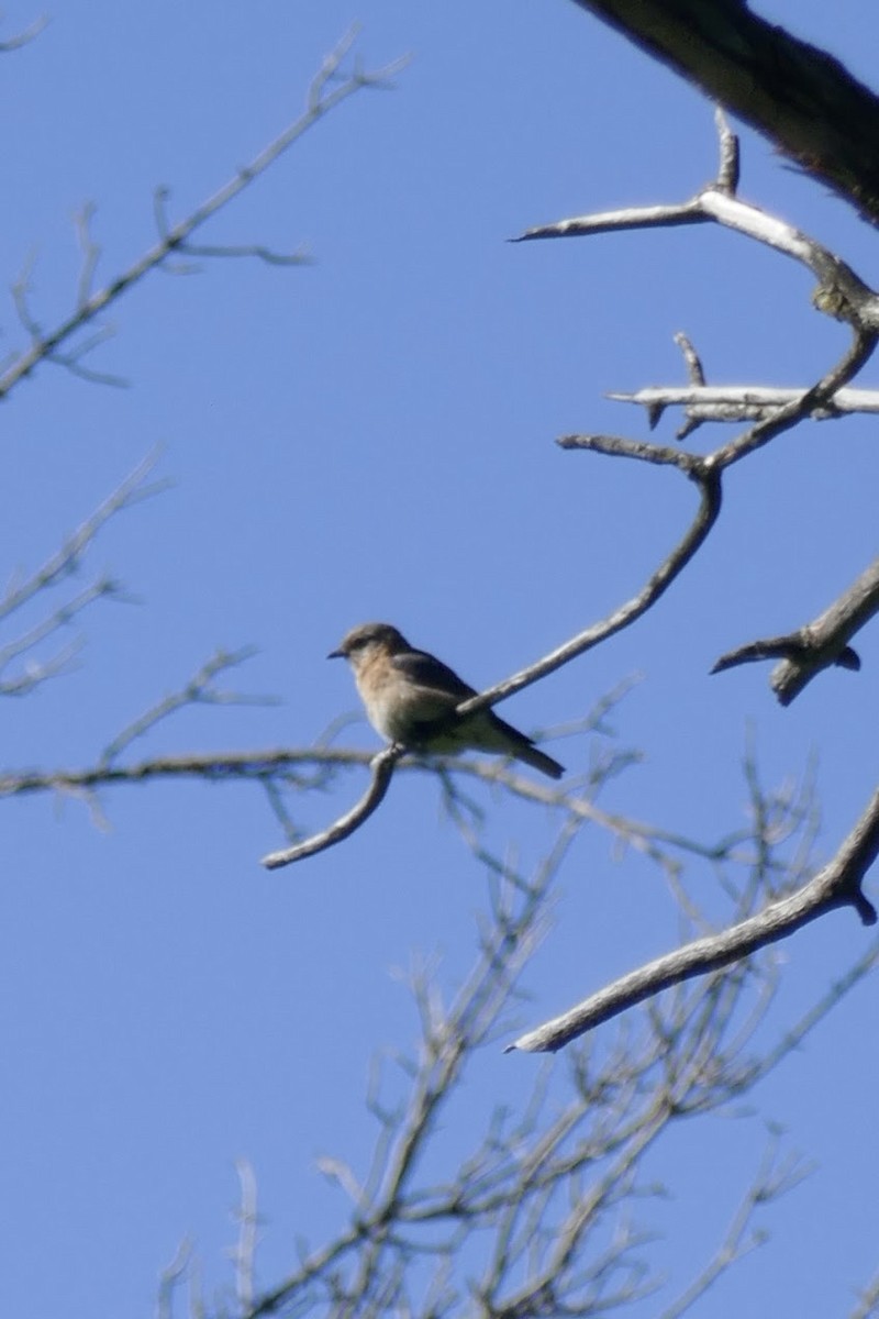 Eastern Bluebird - ML620418474