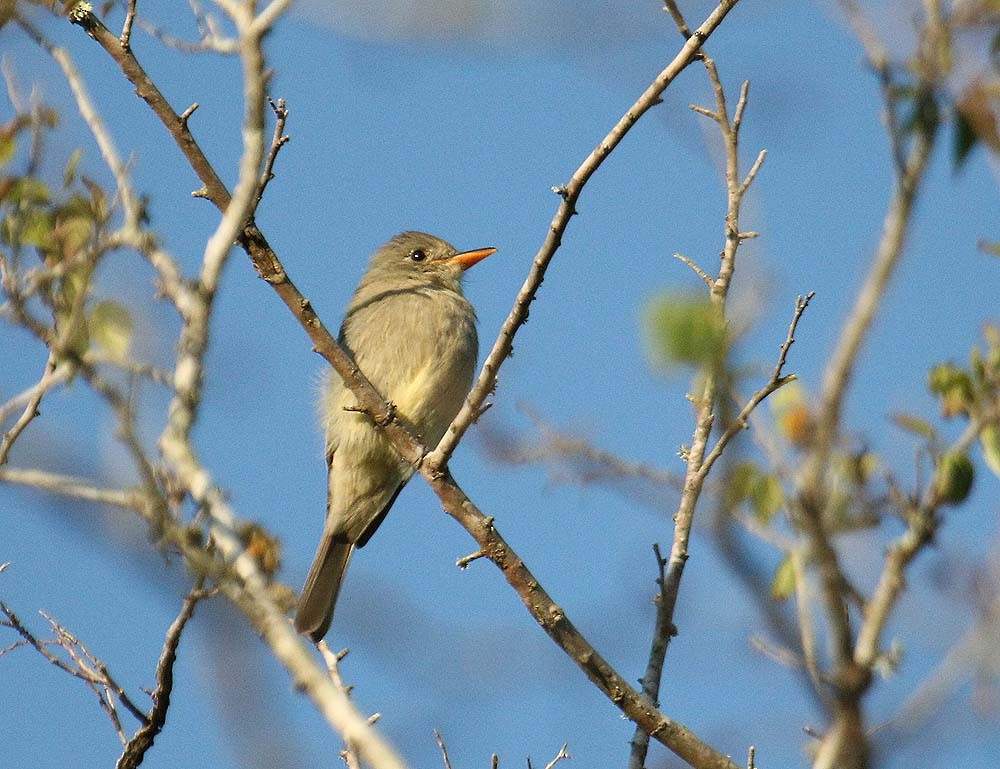 Greater Pewee - ML620418475