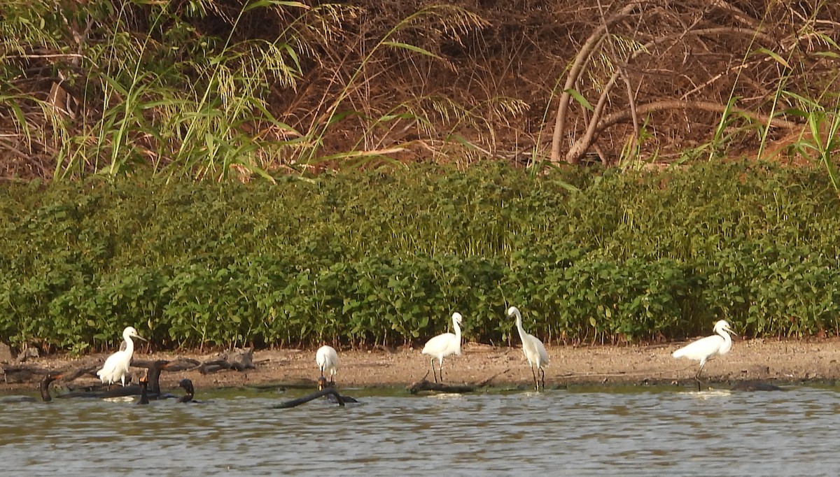 Snowy Egret - ML620418480