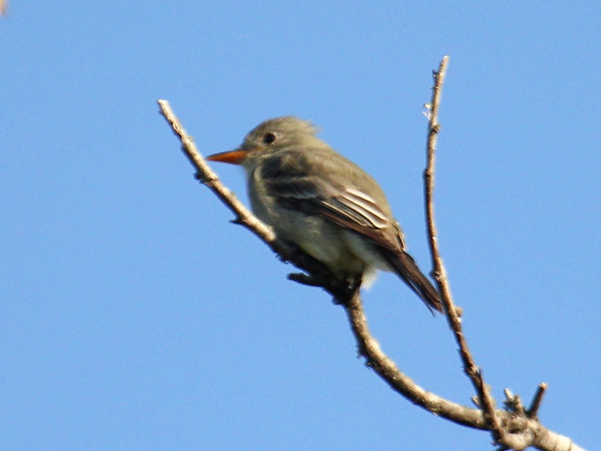 Greater Pewee - ML620418481