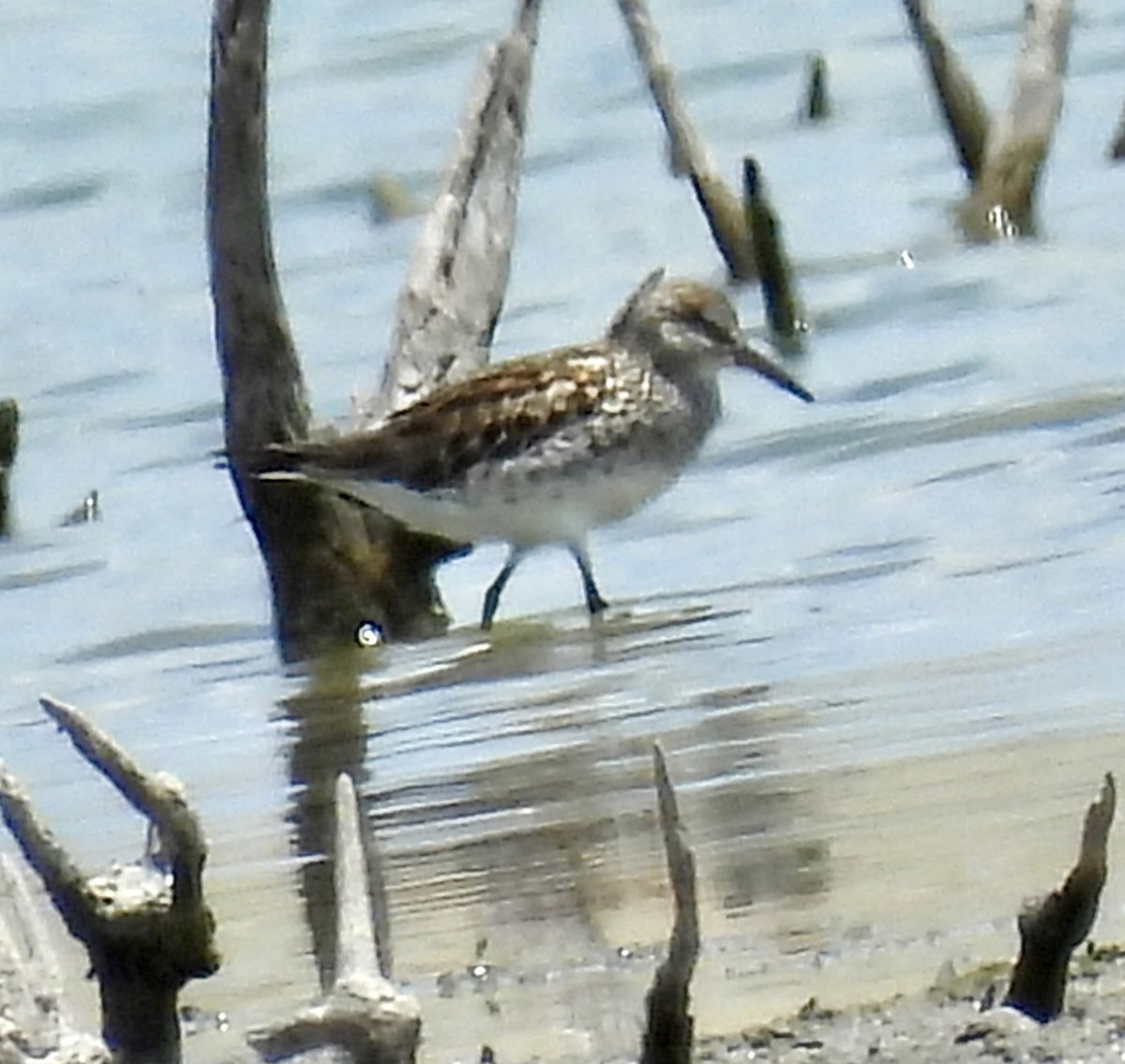 White-rumped Sandpiper - ML620418482